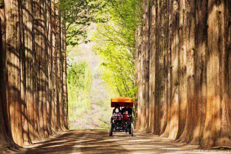 From Seoul: Nami Island, Korean Garden & Rail Bike Day Trip - Timing, Transport, and Lunch: How the 11.5 Hours Get Divided
