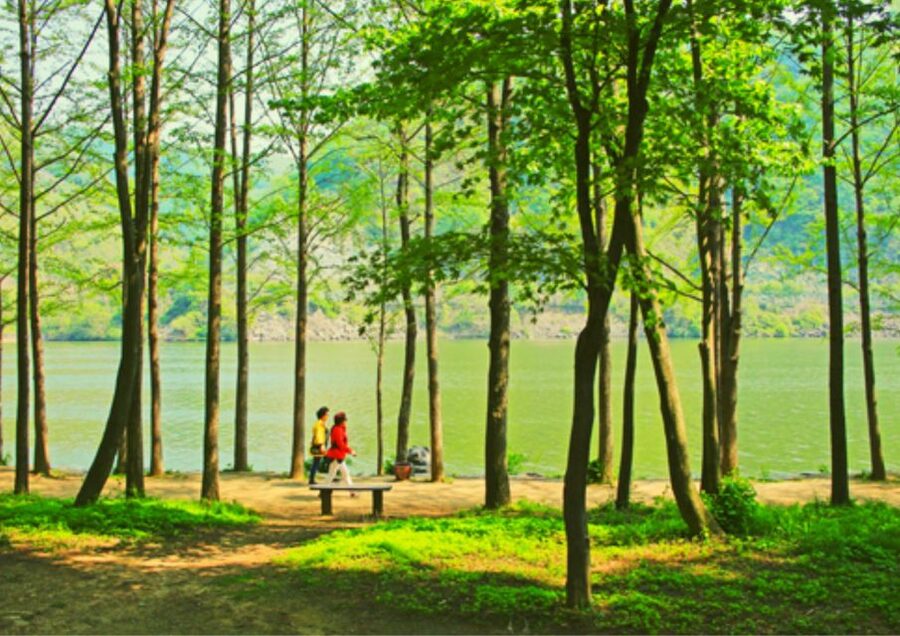 From Seoul: Nami Island, Korean Garden & Rail Bike Day Trip - Who This Day Trip Suits Best (and Who Should Think Twice)