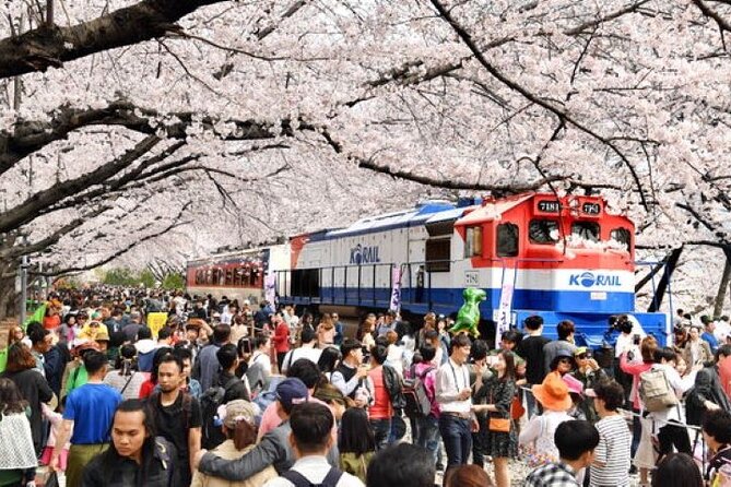 Full-Day Jinhae Cherry Blossom festival Private tour - Why Jinhae Cherry Blossoms Feel Different From Other Day Trips