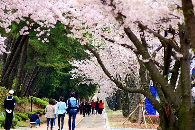 Full-Day Jinhae Cherry Blossom festival Private tour - Price and What You Actually Get for $300 Per Person