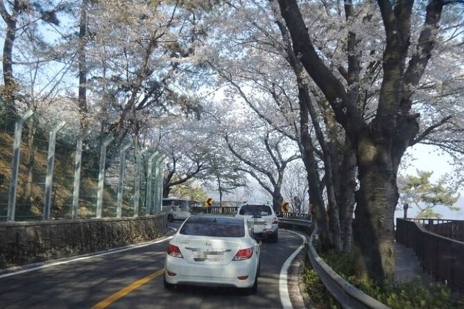 Full-Day Jinhae Cherry Blossom festival Private tour - What This Tour Is Best For