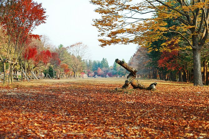 Full Day Private Tour Nami Island, Garden & Petite France - Garden of Morning Calm: where you slow down and aim for good photos