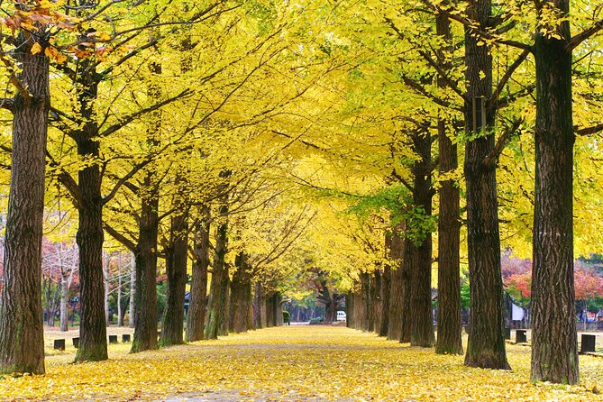 Full Day Private Tour Nami Island, Garden & Petite France - Petite France after lunch: the European-feeling reset