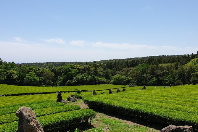 Fully Customizable Private Tour of Jeju Island - The real secret sauce: guides who tailor, explain, and handle the details