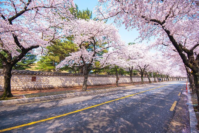 Gyeongju Cherry Blossom Day Tour from Busan (2~3 spring spots) - Photo strategy: how to get more keepers in fewer stops