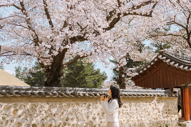 Gyeongju Cherry Blossom Day Tour from Busan (2~3 spring spots) - Group size, pacing, and who will feel happiest