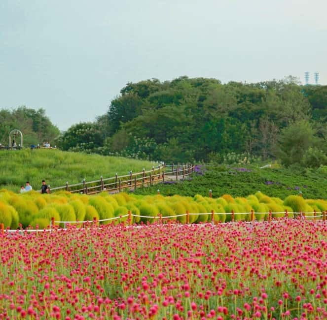 Hantan Canyon & Goseokjeong Flower Garden & Pink Muhly Park - Goseokjeong Flower Garden: the seasonal festival that keeps it from feeling repetitive