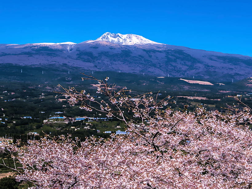 Jeju: Cherry Blossom South & West Day Tour with Hotel Pickup - Timing, pacing, and how the 9 hours really feel