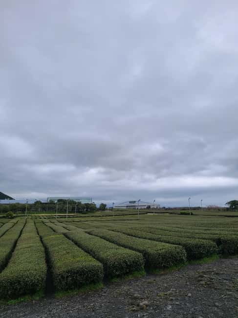 Jeju: Cherry Blossom South & West Day Tour with Hotel Pickup - Hallasan walk in the UNESCO area: where comfort matters