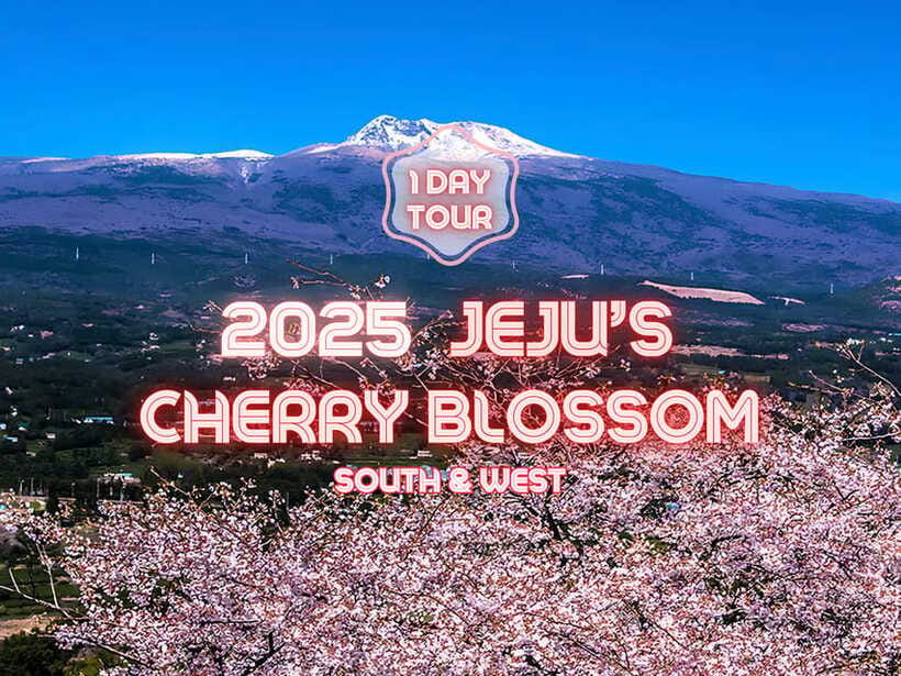 Jeju: Cherry Blossom South & West Day Tour with Hotel Pickup - Camellia Hill: the flower stop that earns its time