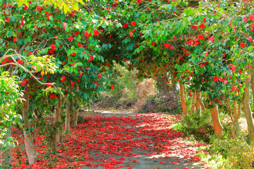 Jeju: Cherry Blossom South & West Day Tour with Hotel Pickup - Yerae Ecological Park and the King Cherry Blossoms photo moment