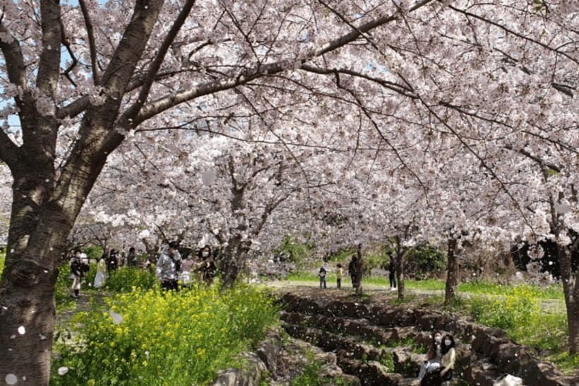 Jeju: Cherry Blossom South & West Day Tour with Hotel Pickup - Nonjitmul Freshwater Beach and the Yongmeori Coast drive