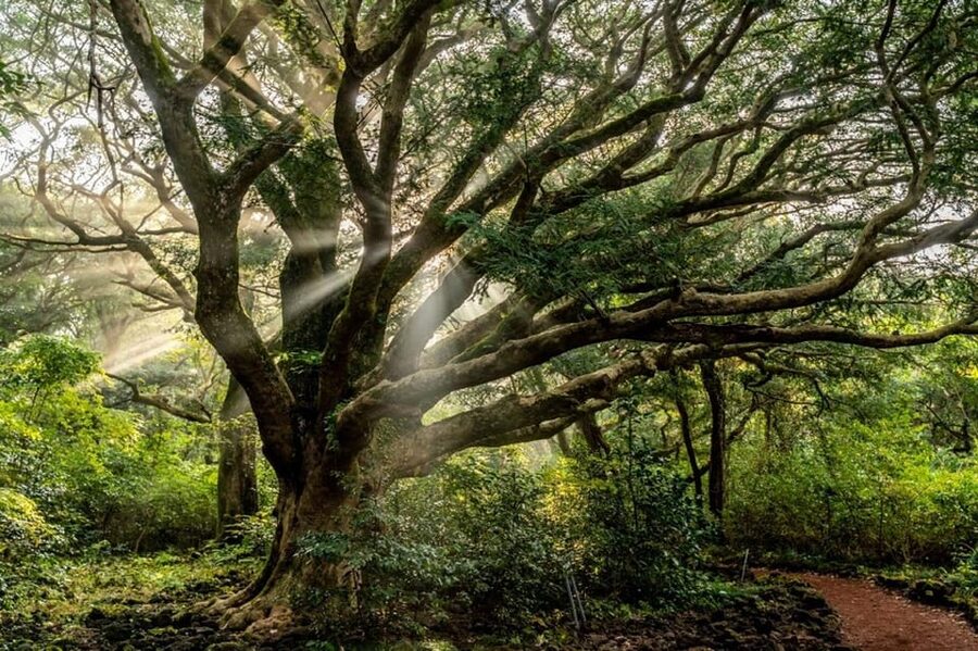 Jeju Cruise Shore Excursion Private Taxi Tour Car Charter - The driver experience, including photos and practical help