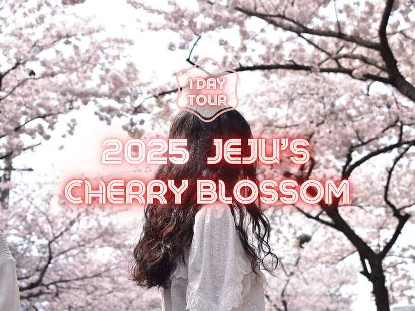 Jeju East: Cherry Blossom Early Bird Tour with Hotel Pickup - Getting started with Jeju-si pickup and the early-bird rhythm