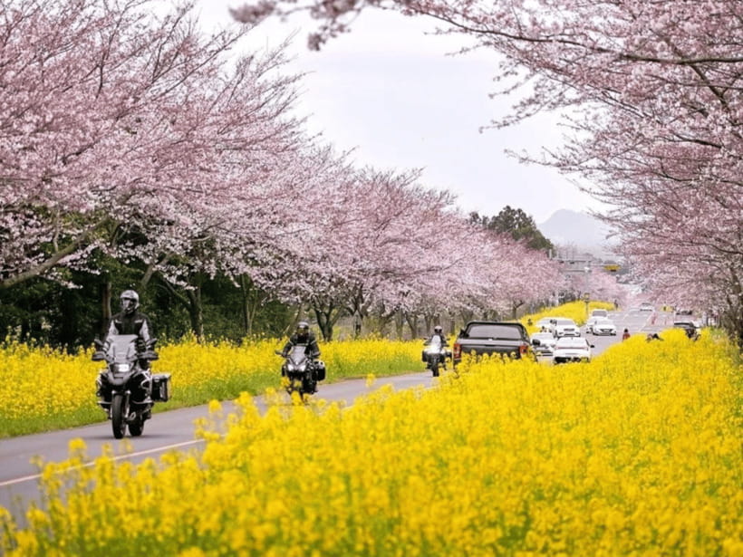 Jeju East: Cherry Blossom Early Bird Tour with Hotel Pickup - Seongeup Folk Village: a cultural reset between photo stops