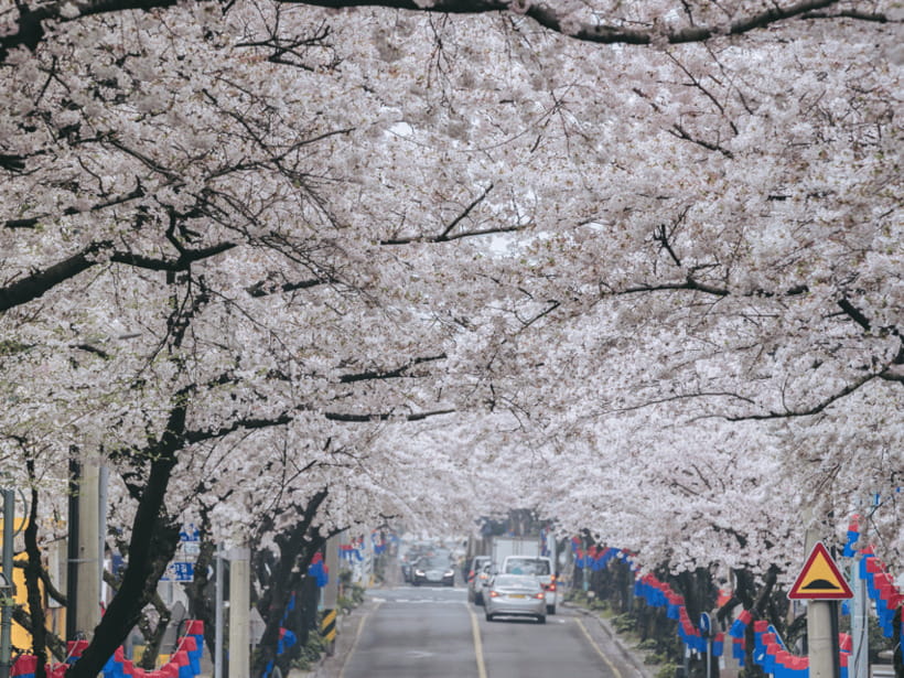 Jeju East: Cherry Blossom Early Bird Tour with Hotel Pickup - Ilchul Land: themed gardens plus sculptures you can actually walk through