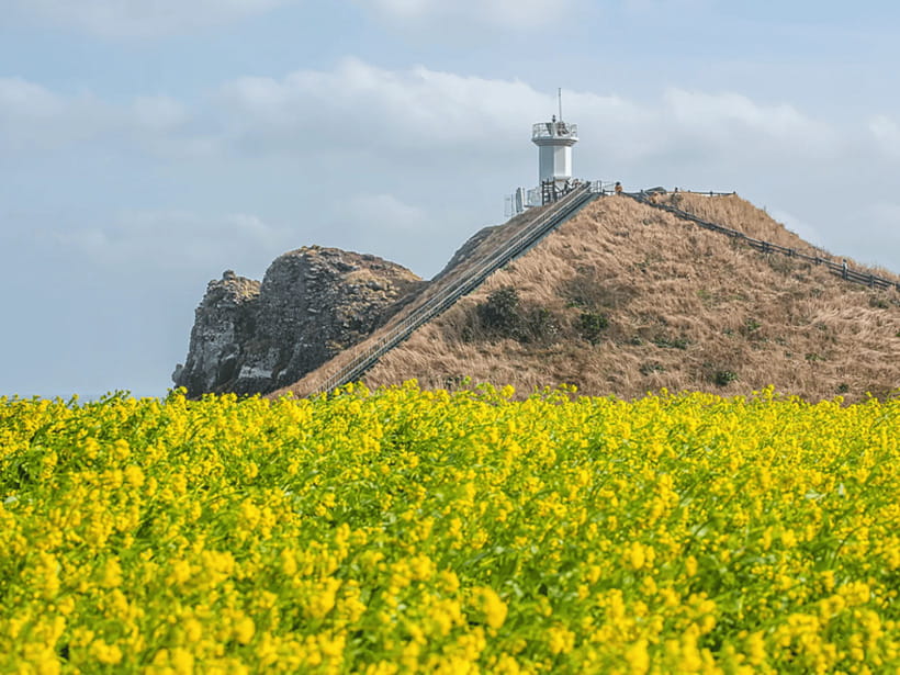 Jeju East: Cherry Blossom Early Bird Tour with Hotel Pickup - Seopjikoji: the sunset-friendly coast moment