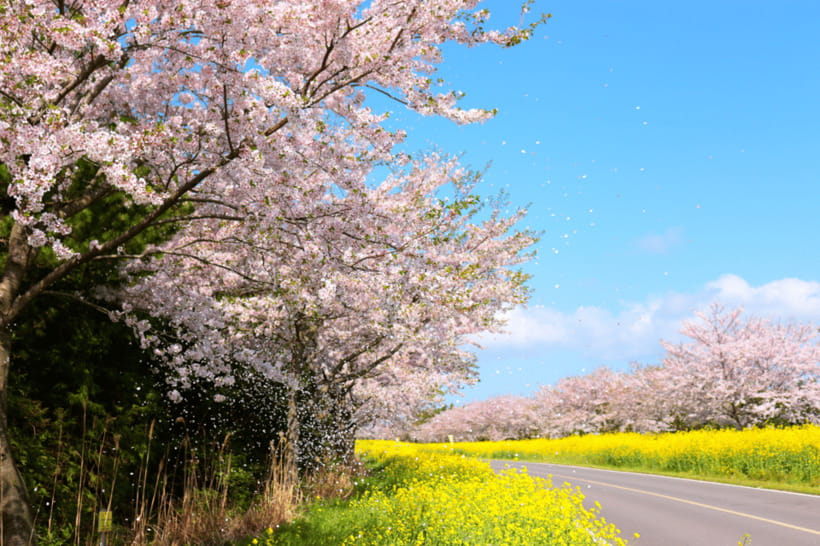 Jeju East: Cherry Blossom Early Bird Tour with Hotel Pickup - Seongsan Ilchulbong (Sunrise Peak): UNESCO tuff cone viewpoints