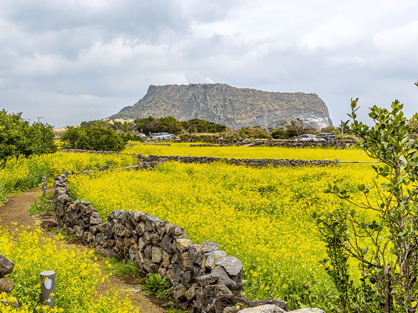 Jeju East: Cherry Blossom Early Bird Tour with Hotel Pickup - Where the evening ends: hotel drop-off or Jeonnong Street