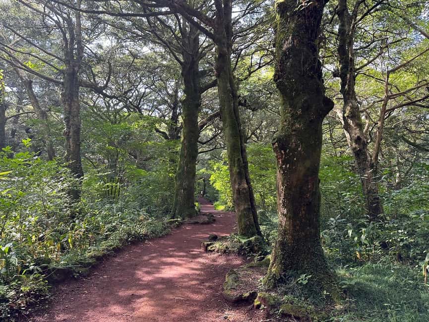 Jeju: East Healing UNESCO Small Group Tour & WomanDiversShow - Bijarim Forest and the Ancient Bija Trees Walk