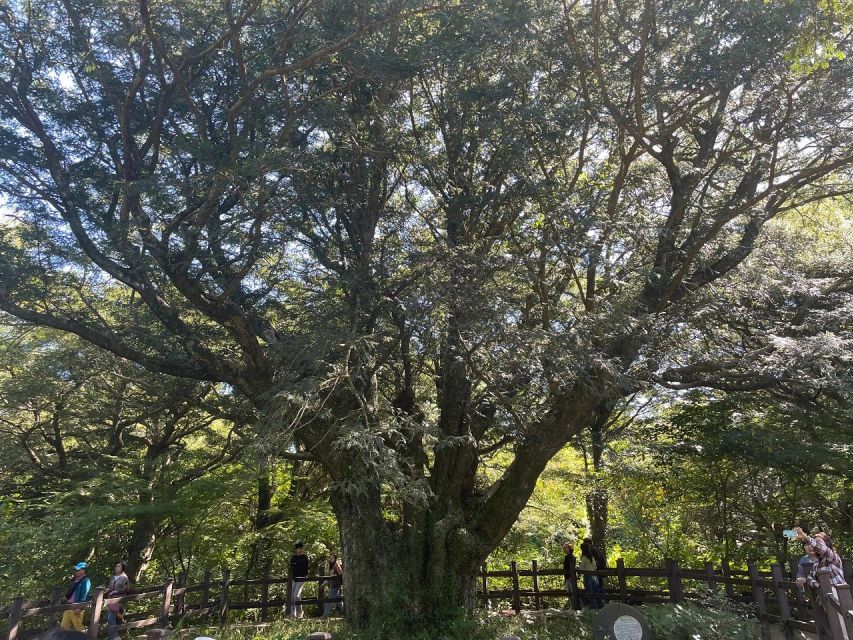 Jeju: East Tour with Sunrise Peak, Seongeup & Coastal Views - Bijarim Forest: 2,800+ nutmeg trees and a cooler pace