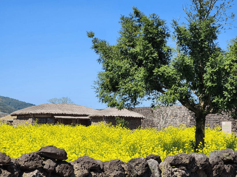 Jeju: Eastern Jeju UNESCO Spots Day Tour - Lunch at a local restaurant: plan for your own choice