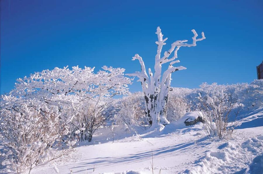 Jeju Island: Full-Day East Jeju Bus Tour with Entry Fees - Key highlights that set this East Jeju day apart