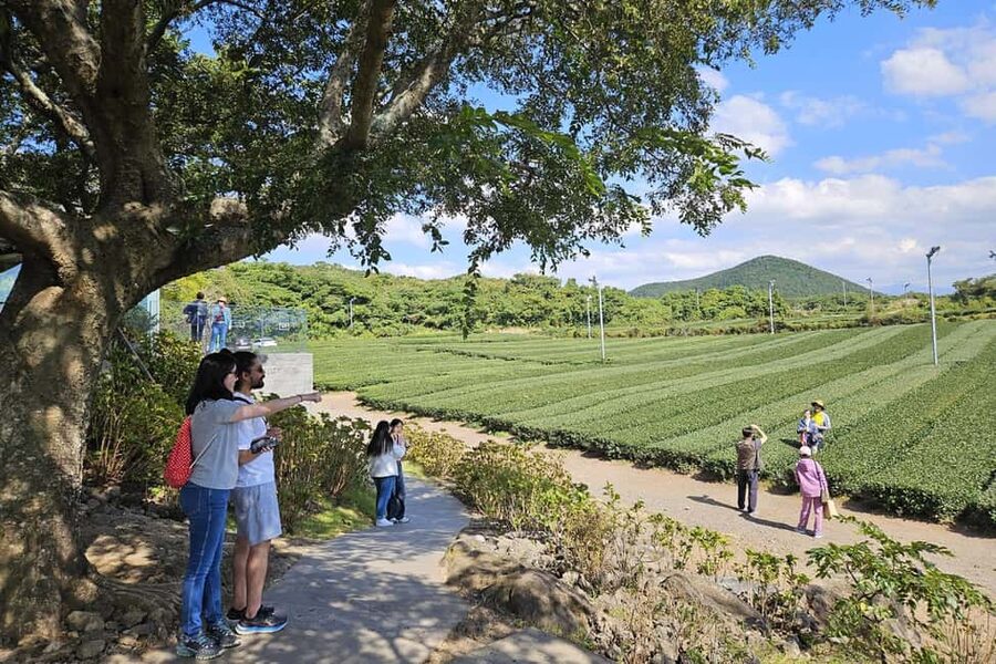 Jeju Island: Full-Day SouthWest Bus Tour with Entry Fees - 1100 Highland: Crisp Air and Big Views Right from the Start