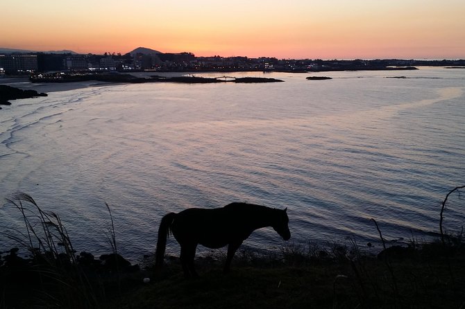 Jeju island: Van tour with a guide who the most loves JEJU - Saryeoni Forest Path: A Short Escape If Your Hotel Is in Seogwipo