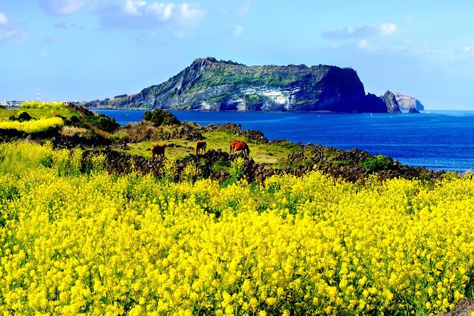 Jeju Premium Small Group UNESCO Day Tour - East Course - Pickup, Vehicle Comfort, and How the Day Stays Easy