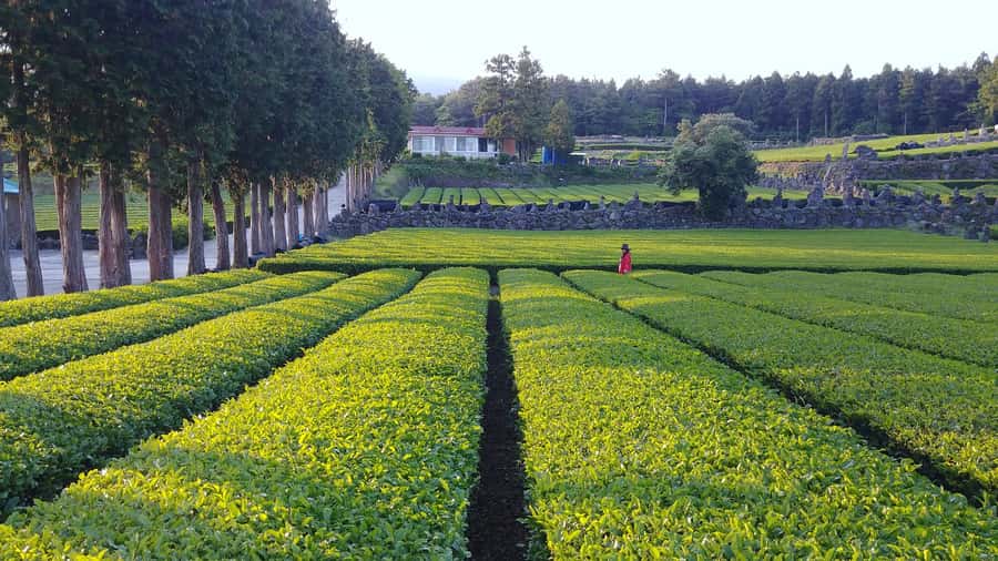 Jeju Premium Small Group UNESCO Day Tour - South - Key things to know at a glance