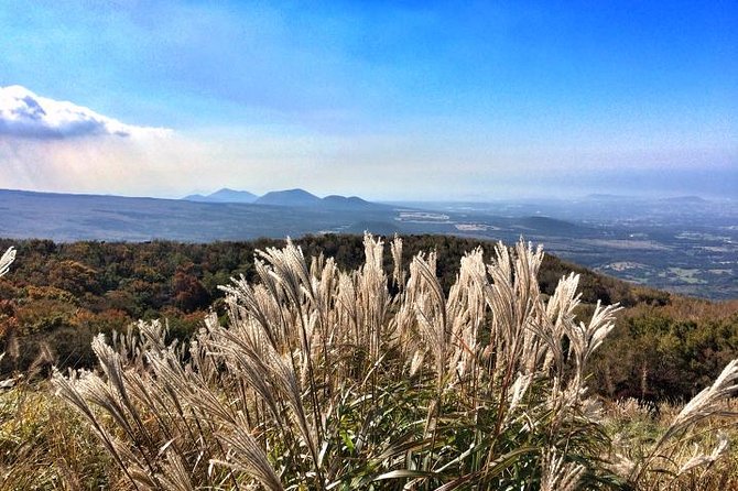 Jeju Premium Small Group UNESCO Day Tour - South Course - Hallasan National Park and the Eoseungsaengak Trail hike you will remember