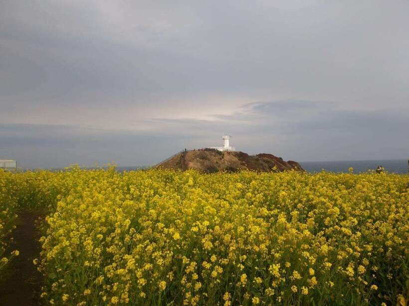 Jeju: Private Tour with an English Guide and a Vehicle - How the custom route plays out across East and Jeju South