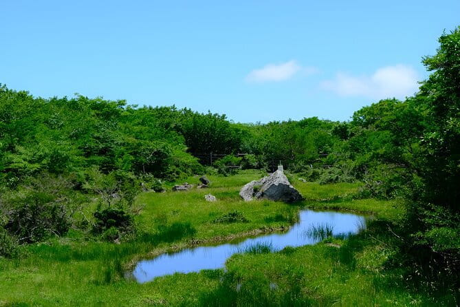 Jeju WEST&SOUTH One Day Tour with MT.halla & Aewol - Lunch is on you, but the guide helps you eat well