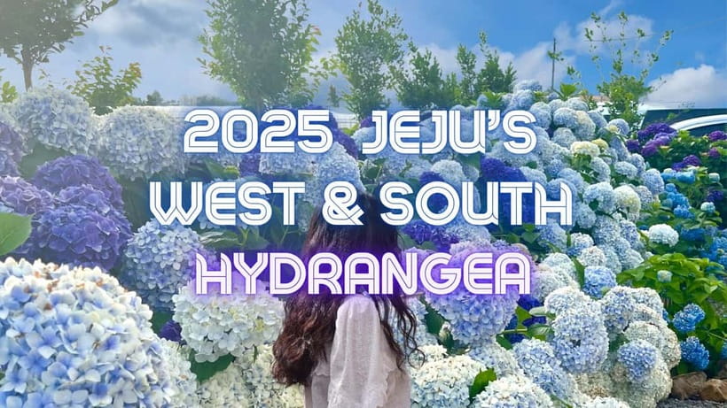 Jeju: Western & Southern Jeju Hydrangea Festival Tour - A 9-Hour Day That Feels Full, Not Crushed