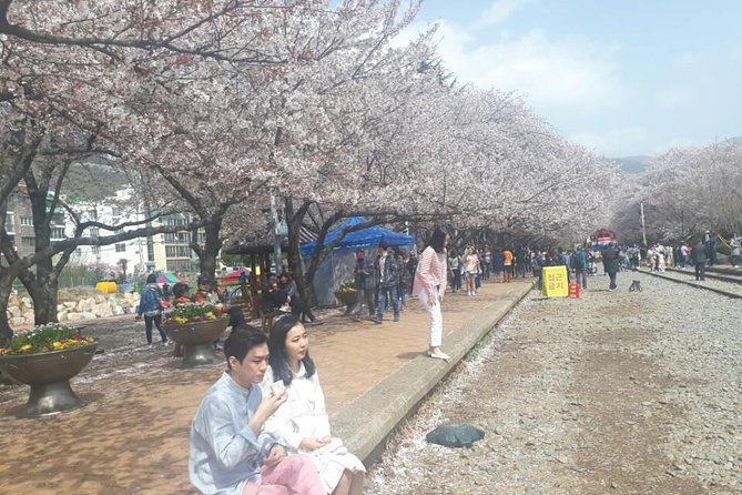 Jinhae Cherry Blossom + Busan Sunrise from Seoul - Seoul to Haeundae Beach: your first morning stop and the breakfast catch