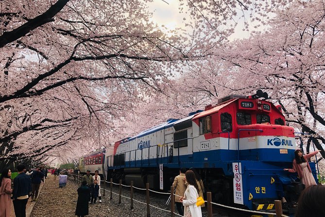 Jinhae Cherry Blossom + Busan Sunrise from Seoul - Moving from Busan to Jinhae: the long drive that buys you more blossoms