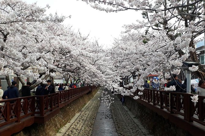 Jinhae Cherry Blossom + Busan Sunrise from Seoul - Yeojwacheon Stream: where the cherry blossoms are the first big hit