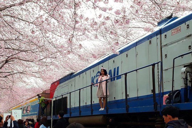 Jinhae Cherry Blossom + Busan Sunrise from Seoul - The overnight-style schedule, and how to survive it without losing your mind