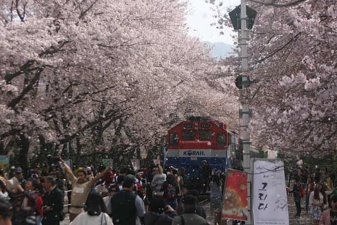 Jinhae Cherry Blossom Day trip from Busan - A Spring Adventure! - Key highlights