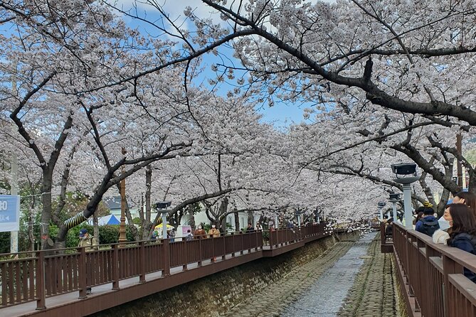 Jinhae Cherry Blossom Day trip from Busan - A Spring Adventure! - Why Jinhae Cherry Blossoms Make Sense as a Busan Day Trip