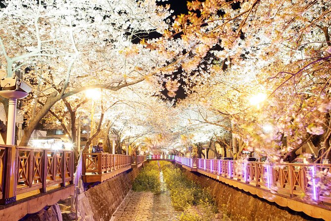 Jinhae Cherry Blossom Day trip from Busan - A Spring Adventure! - Yeojwacheon Stream and the Romance Bridge Walk (About 1 Hour)