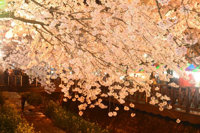 Jinhae Cherry Blossom Day trip from Busan - A Spring Adventure! - Price and What You Actually Get for Around $46.75