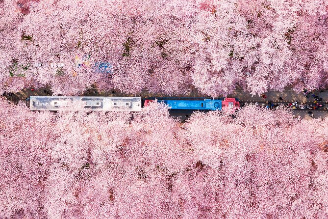 Jinhae Cherry Blossom Festival Gyeonghwa Stn Day Tour from Busan - Quick hits on this Jinhae cherry blossom day trip