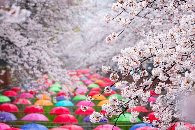 Jinhae Cherry Blossom Festival Gyeonghwa Stn Day Tour from Busan - Timing, traffic, and why the day can flex