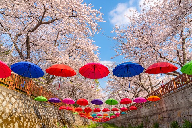Jinhae Cherry Blossom Festival Gyeonghwa Stn Day Tour from Busan - Price and value, what $59.47 really buys you