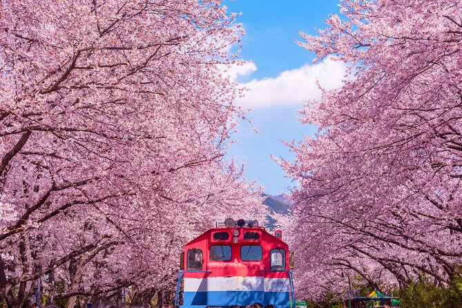 Jinhae Cherry Blossom Festival Gyeonghwa Stn Day Tour from Busan - From Busan to Jinhae in comfort, not in a sprint