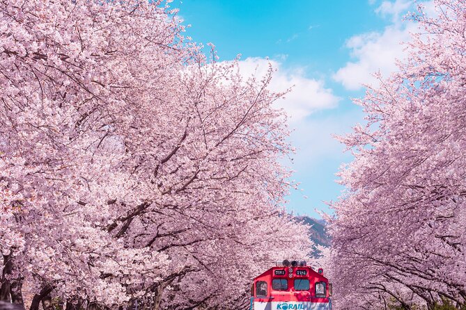 Jinhae Cherry Blossom Festival Gyeonghwa Stn Day Tour from Seoul - Key Highlights You Will Actually Use