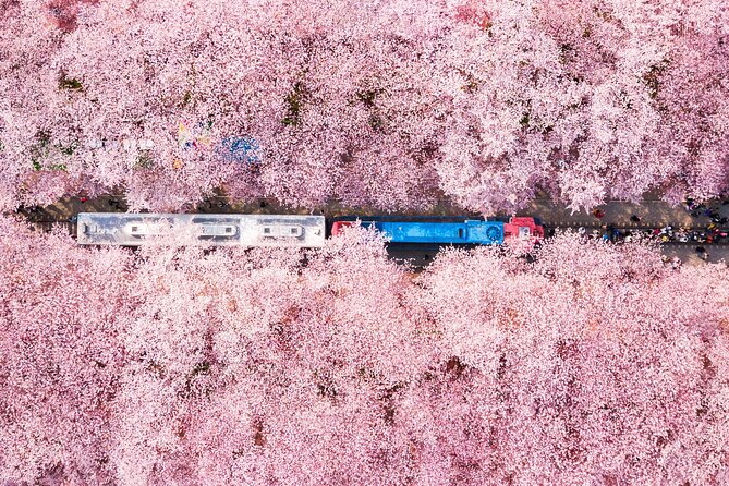 Jinhae Cherry Blossom Festival Gyeonghwa Stn Day Tour from Seoul - How This Jinhae Day Tour Works From Central Seoul