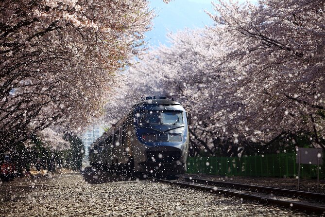 Jinhae Cherry Blossom Festival Gyeonghwa Stn Day Tour from Seoul - The Jinhae Festival Context You Will Be Sightseeing Near